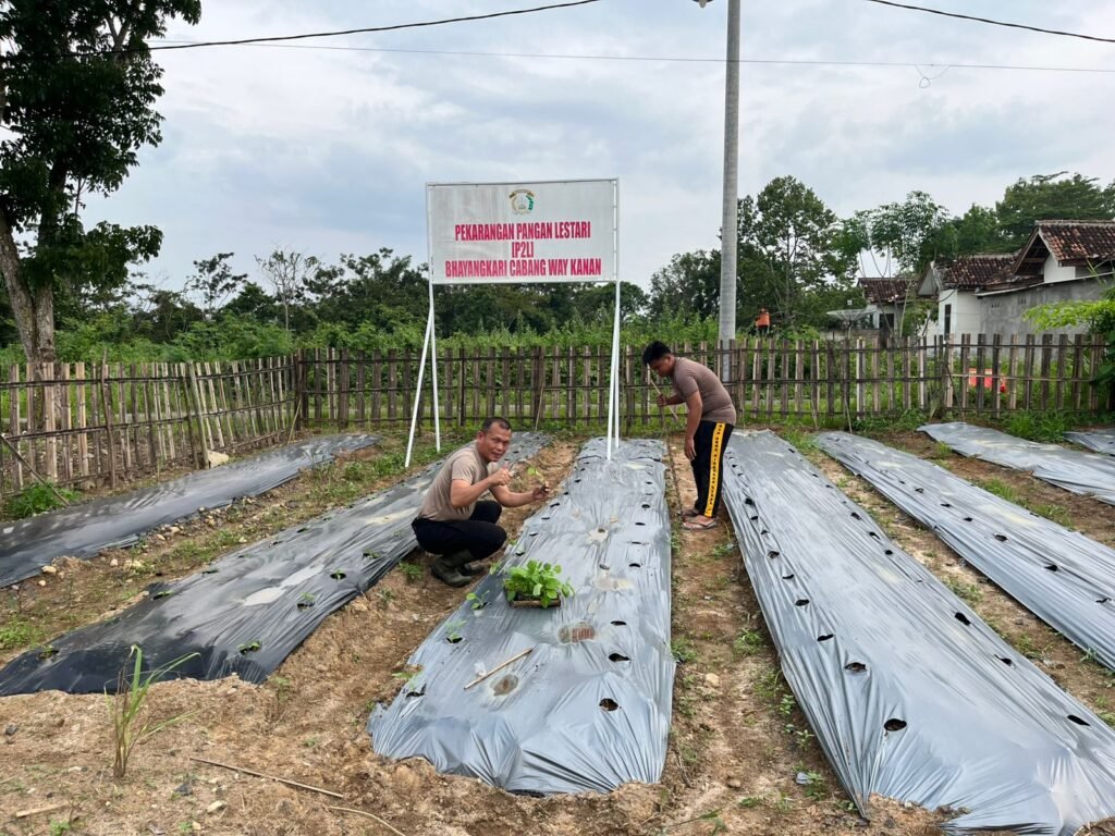 Dukung Ketahanan Pangan dan Progam MBG, Polres Way Kanan Memanfaatkan Lahan Tanam Sayur.