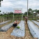 Dukung Ketahanan Pangan dan Progam MBG, Polres Way Kanan Memanfaatkan Lahan Tanam Sayur.