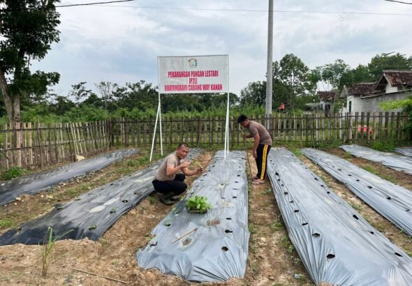 Dukung Ketahanan Pangan dan Progam MBG, Polres Way Kanan Memanfaatkan Lahan Tanam Sayur.
