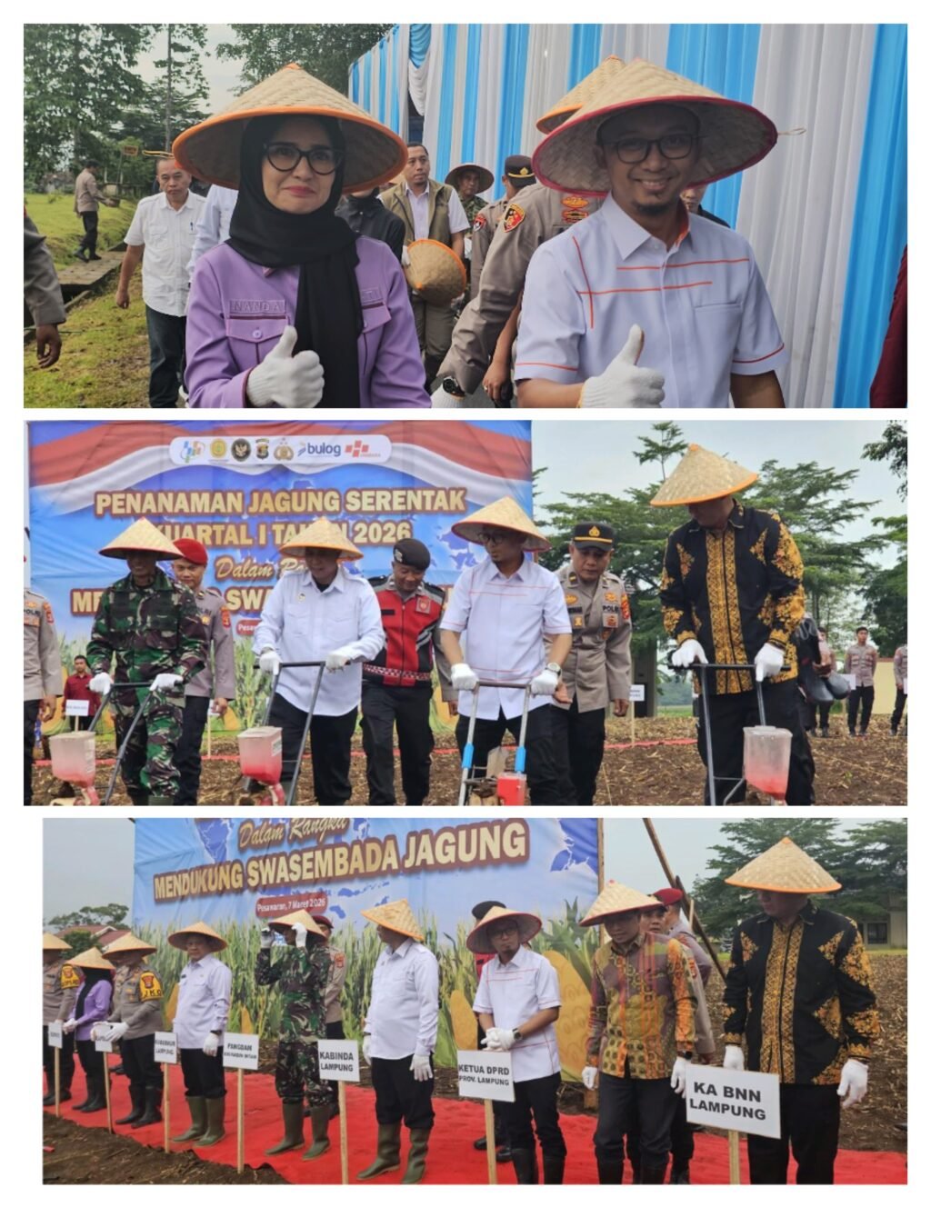 Sinergi Dukung Ketahanan Pangan, DPRD Lampung Ikuti Tanam Raya Jagung Serentak