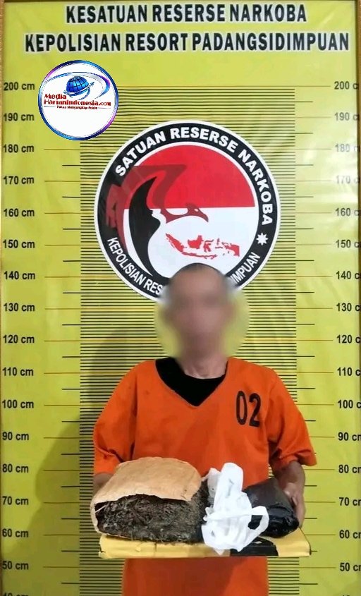 Sempat kabur, pria pembawa ganja 900 gram dibekuk Satresnarkoba Padangsidimpuan