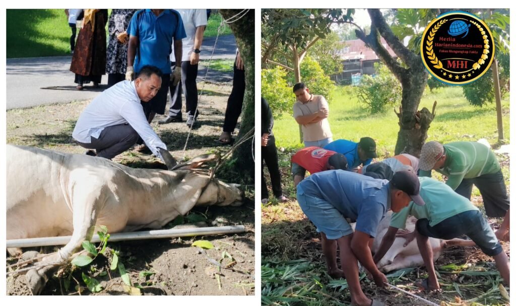 Hari Raya Idul Adha 1447 H, Polres Binjai Sembelih 7 Ekor Sapi dan 3 Ekor Kambing