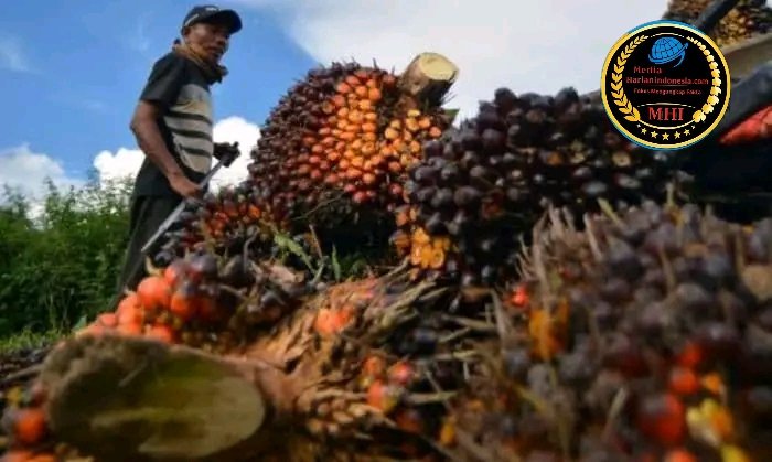 DPRD Sumut Soroti Harga Sawit Anjlok, Pemerintah Diminta Transparan