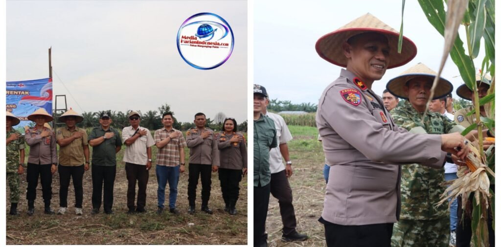 Polres Binjai Bersama Forkopimda Ikuti Panen Raya Jagung Serentak Kuartal II dan Launching Program Ketahanan Pangan Polri