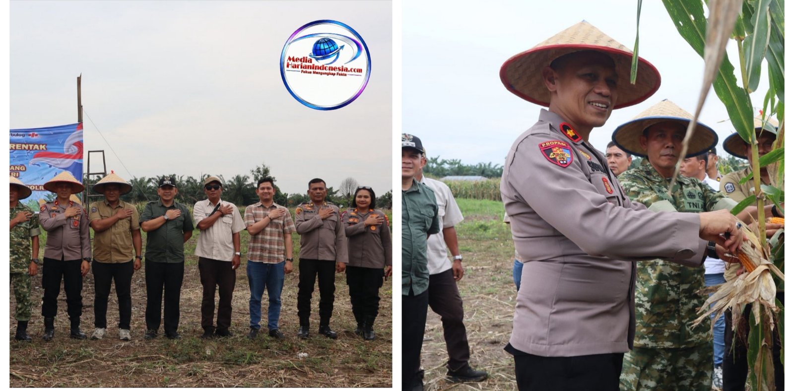 Polres Binjai Bersama Forkopimda Ikuti Panen Raya Jagung Serentak Kuartal II dan Launching Program Ketahanan Pangan Polri