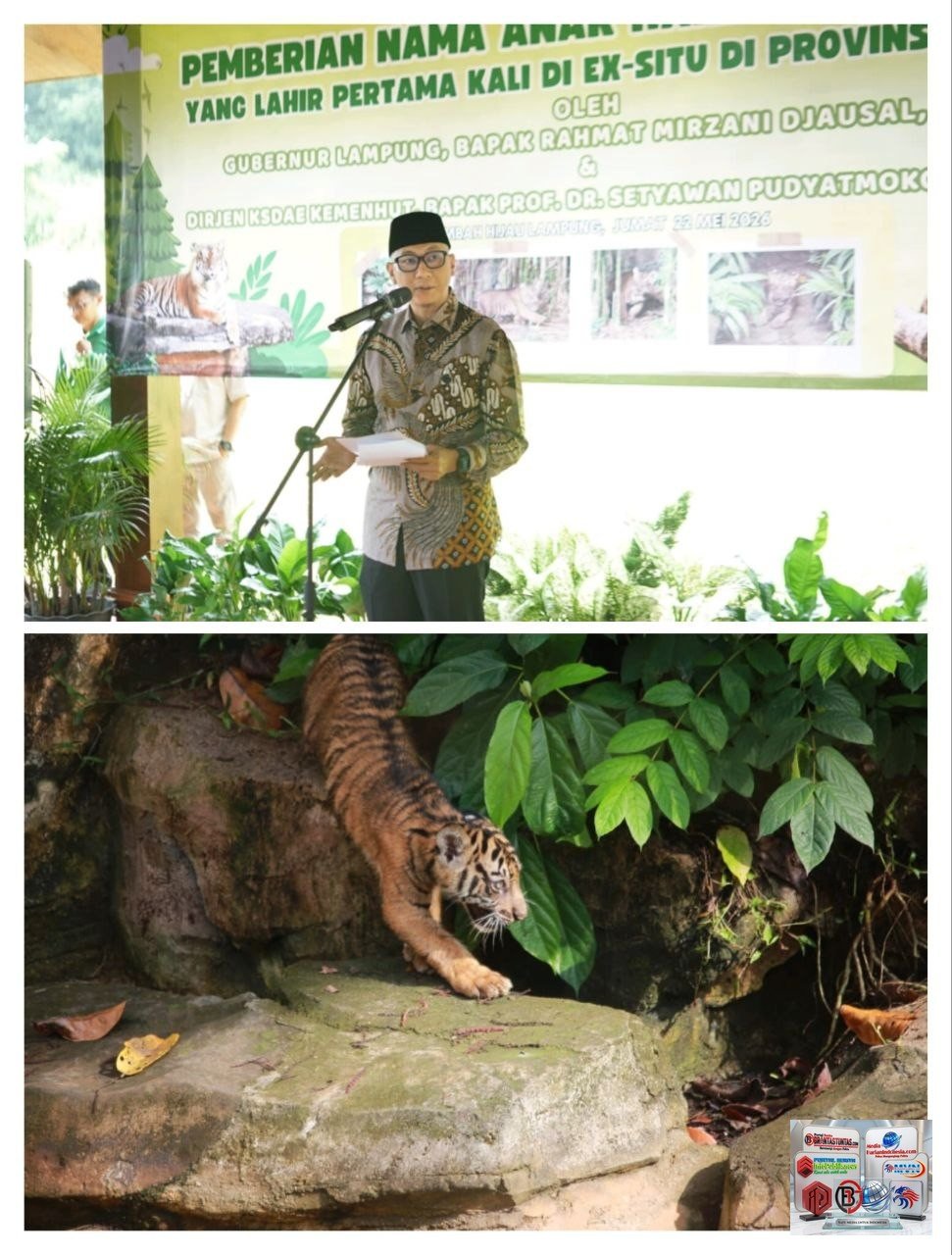 Anak Harimau Sumatera Tampil Perdana, Gubernur Lampung Resmikan Nama