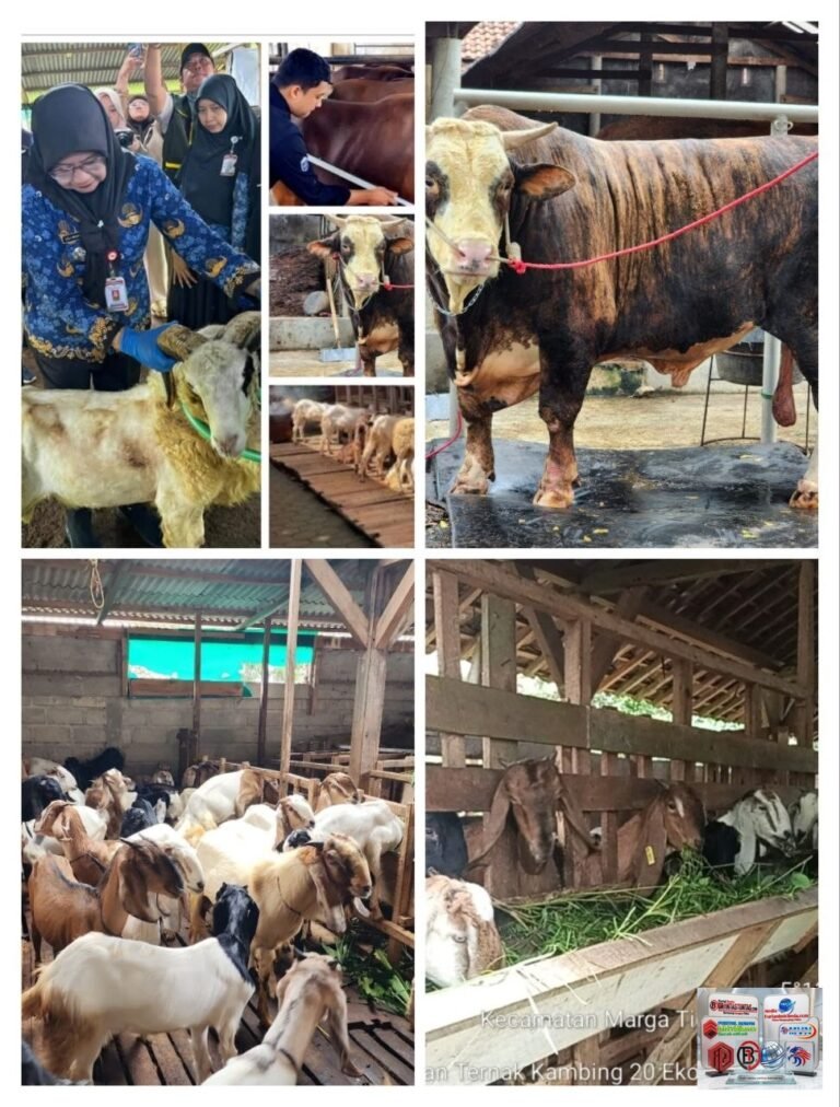 Penjualan Sapi Kurban Lampung 2026 Naik 40,15 Persen, Domba Melonjak 121,76 Persen