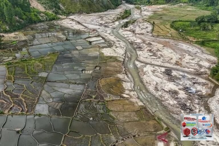 Ribuan Hektare Sawah Terdampak Bencana Mulai Ditanami Kembali