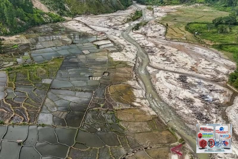Ribuan Hektare Sawah Terdampak Bencana Mulai Ditanami Kembali
