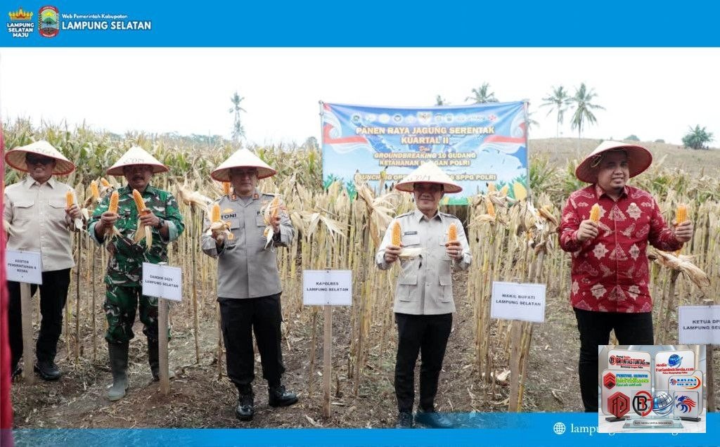 Panen Raya Jagung Kuartal II di Lahan 3 Hektare, Lampung Selatan Tegaskan Komitmen Dukung Ketahanan Pangan Nasional