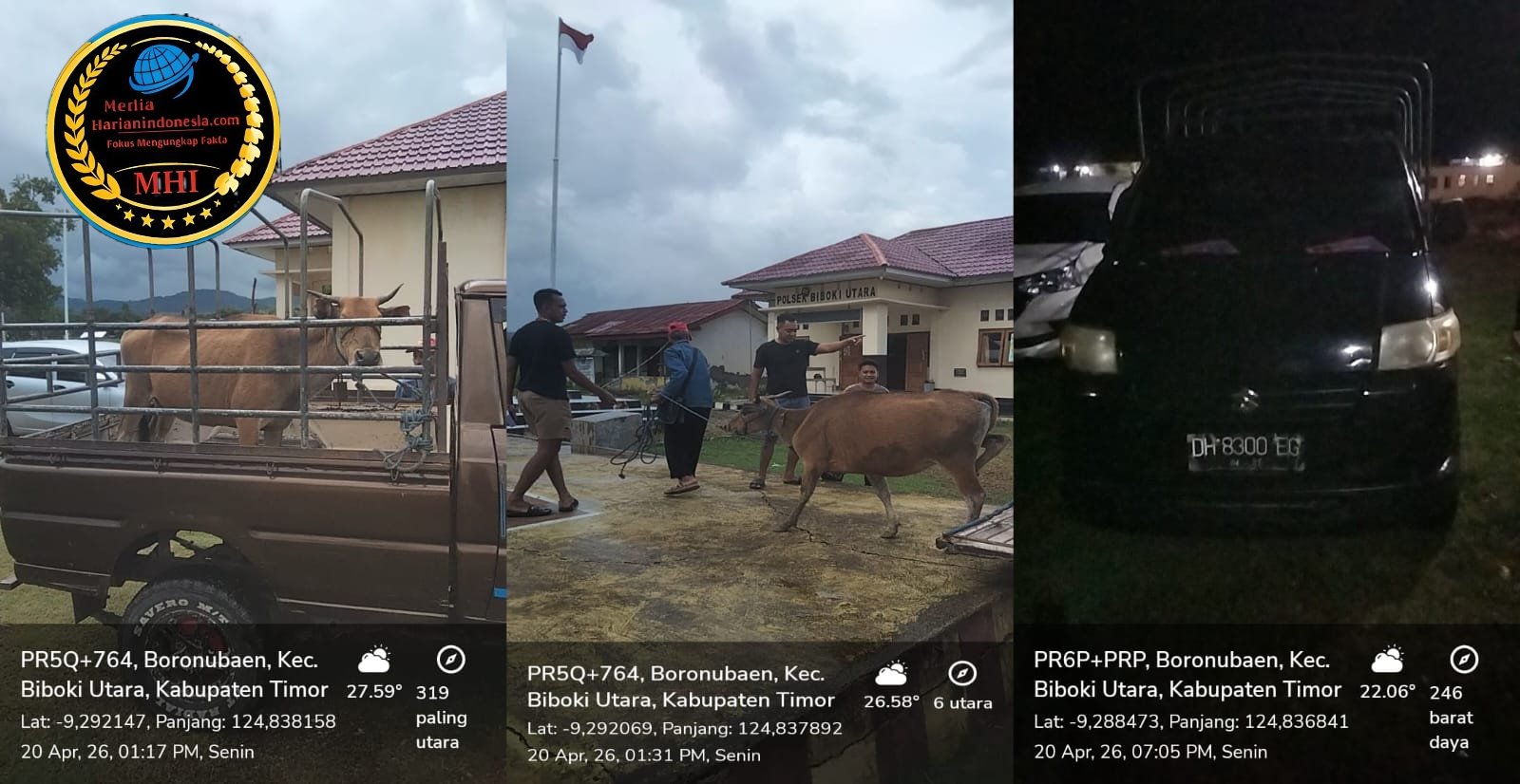 Kasus Dugaan Pencurian Sapi Belum Tuntas Masyarakat Pertanyakan Status Barang Bukti di Polsek Lurasik