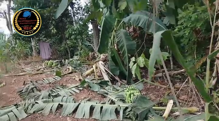 PETANI OKU SELATAN MENJERIT GAJAH GANAS LUDESKAN JAGUNG JANJI RELOKASI CUMA ANGIN SORGA