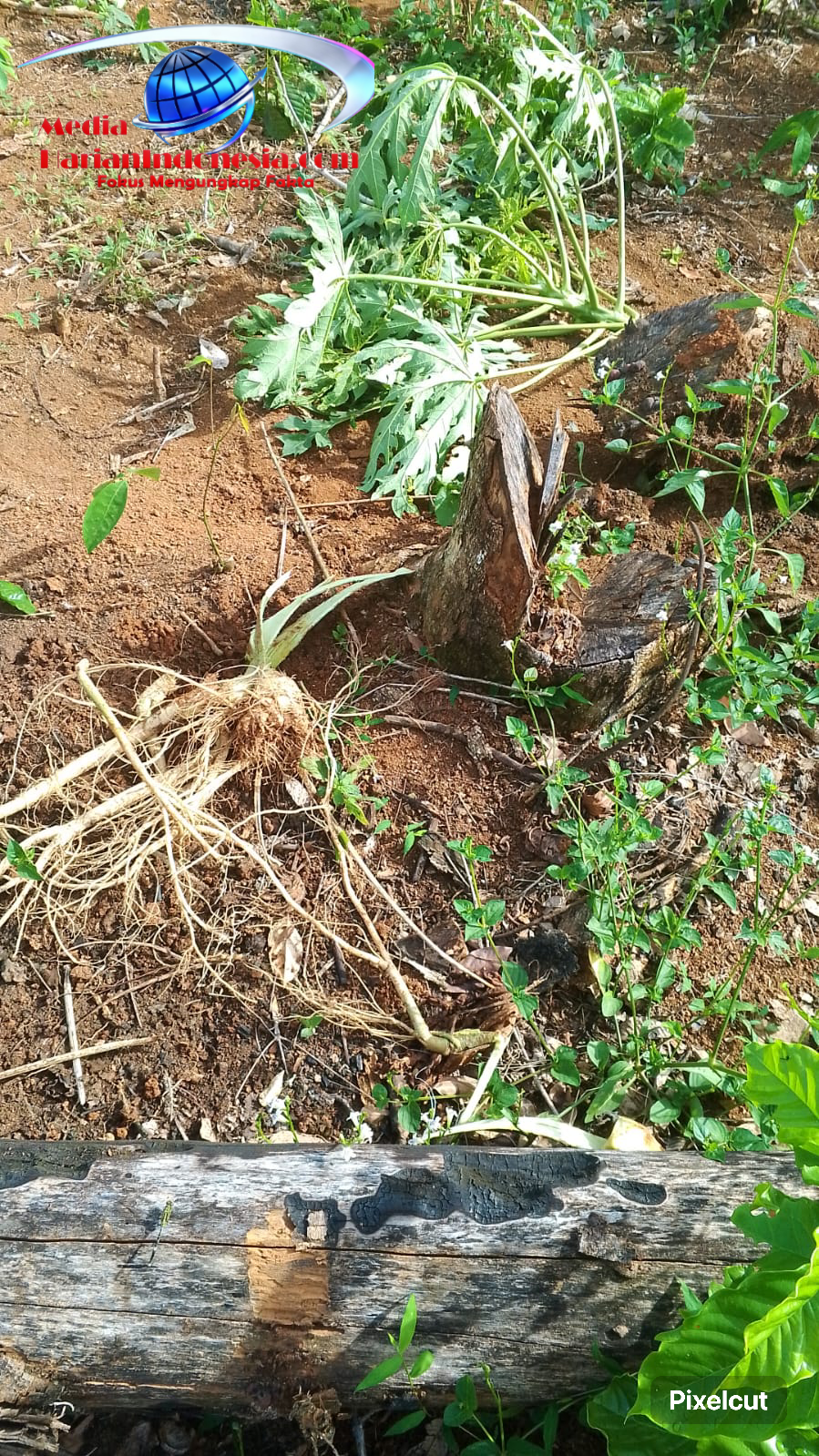 GAJAH MERAJALELA LAGI! Kebun Petani Tj. Baru Buay Pemaca Dilibas, Pemerintah Ke Mana