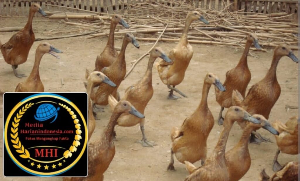 500 BEBEK RP190 JUTA MATI, KENAPA KANDANGNYA DI RUMAH KADES