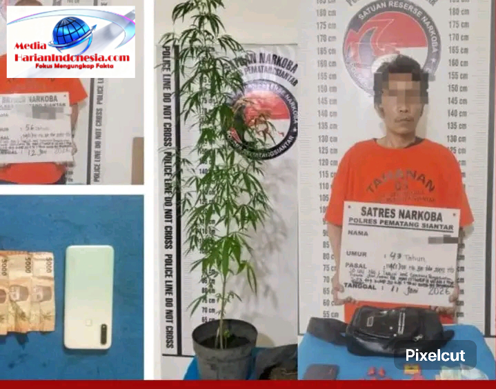 Satuan Reserse Narkoba Polres Pematangsiantar berhasil mengungkap dua kasus kepemilikan dan peredaran narkotika jenis ganja dalam operasi yang dilakukan pada Kamis (11/6/2026). Dari pengungkapan tersebut, polisi mengamankan dua tersangka dan menyita barang bukti berupa ganja seberat total 692 gram bruto serta satu batang pohon ganja hidup