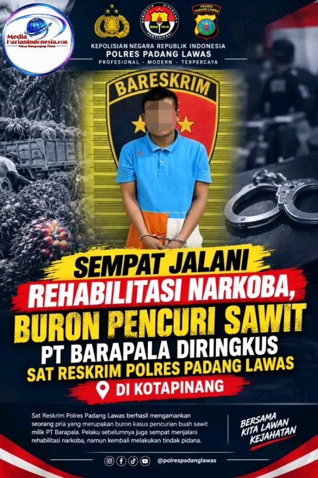 Sempat Jalani Rehabilitasi Narkoba, Buron Pencuri Sawit PT Barapala Diringkus Sat Reskrim Polres Padang Lawas di Kotapinang