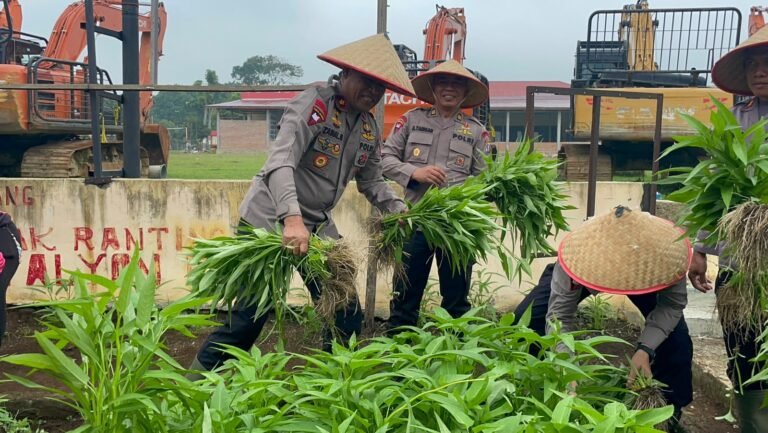 Perkuat Kebersamaan dan Ketahanan Pangan, Personil Bataliyon C Pelopor Satbrimob Polda Sumut Panen Sayur Dan Makan Bersama
