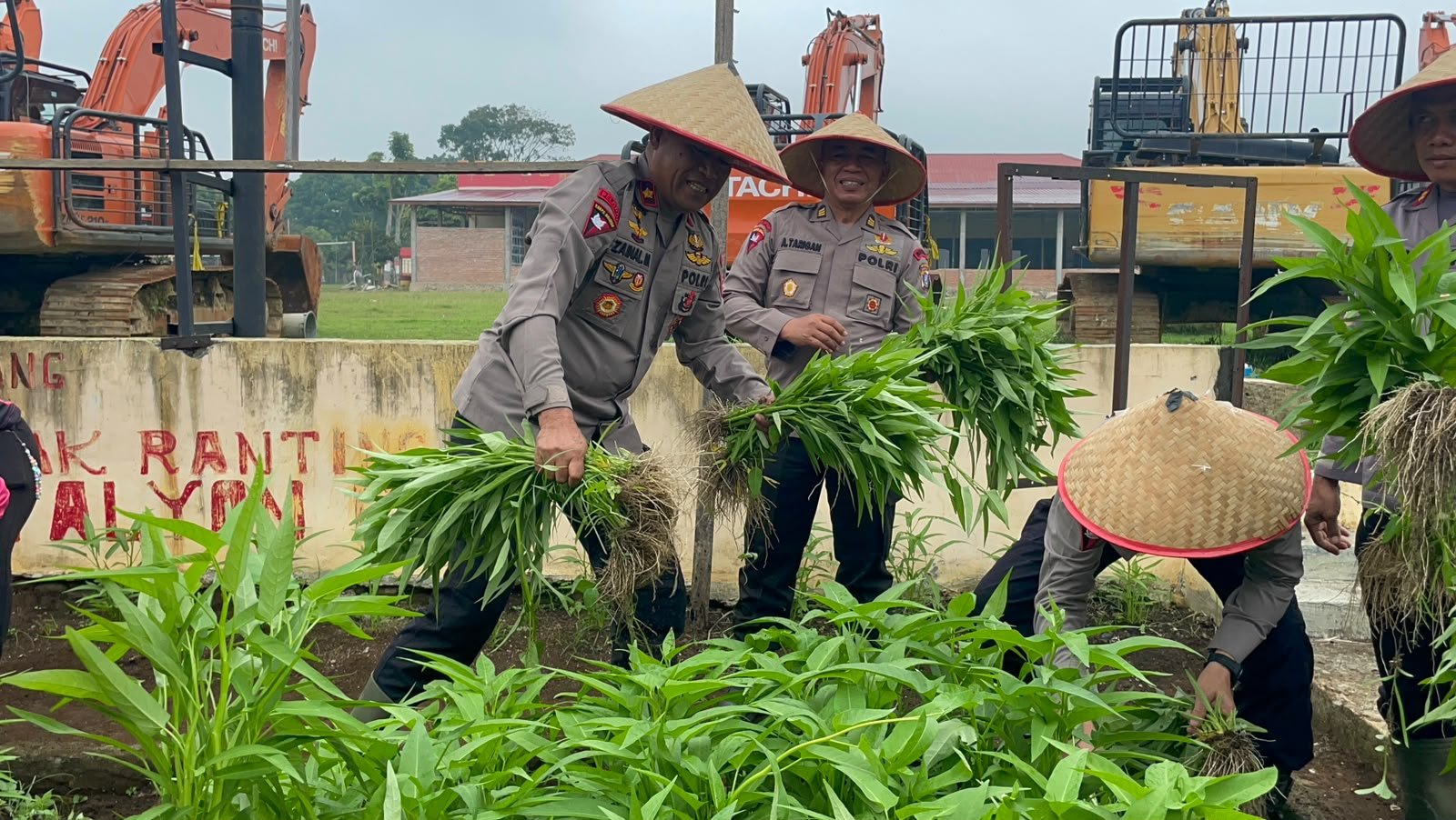 Perkuat Kebersamaan dan Ketahanan Pangan, Personil Bataliyon C Pelopor Satbrimob Polda Sumut Panen Sayur Dan Makan Bersama